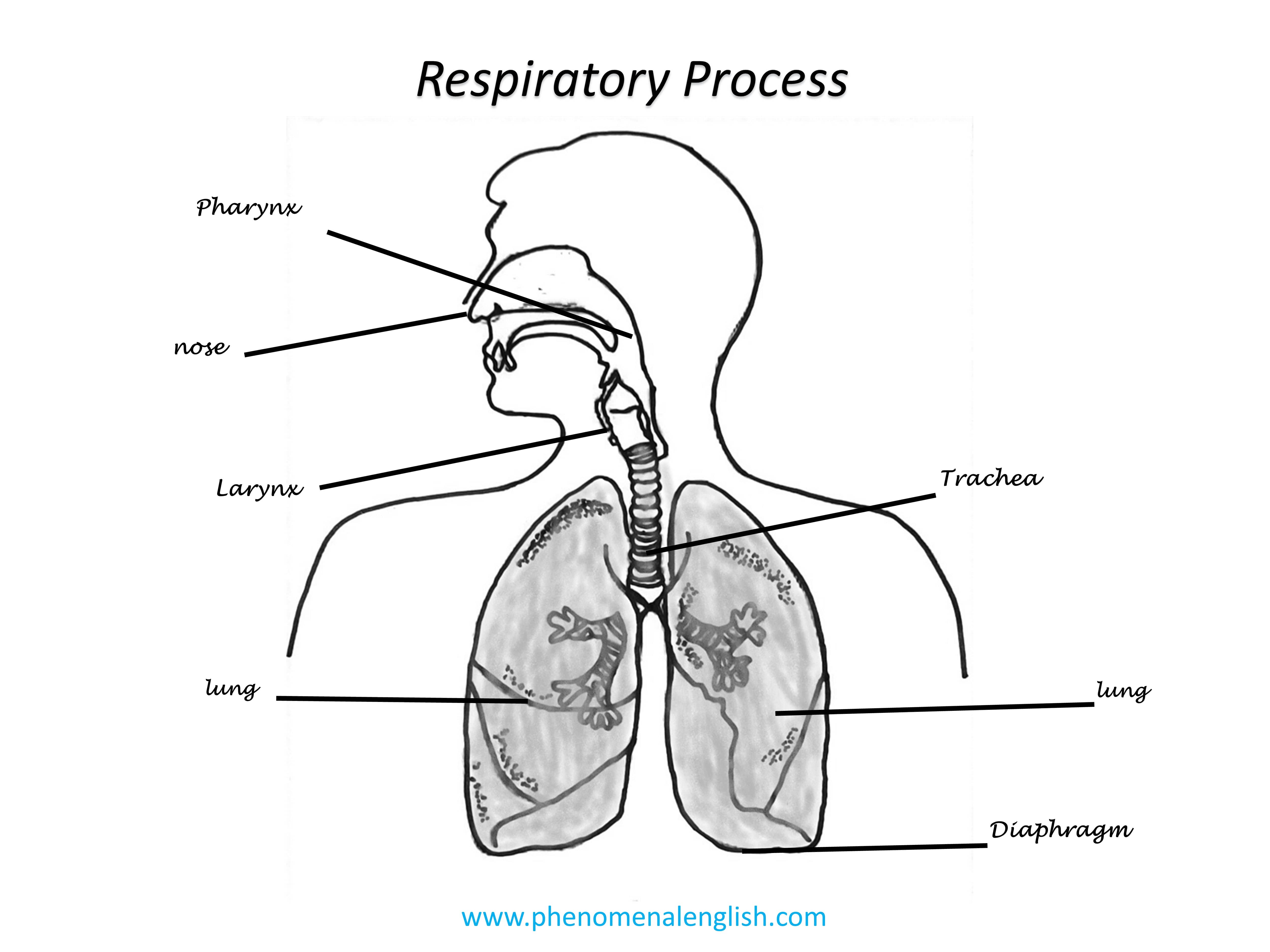 Respiratory process